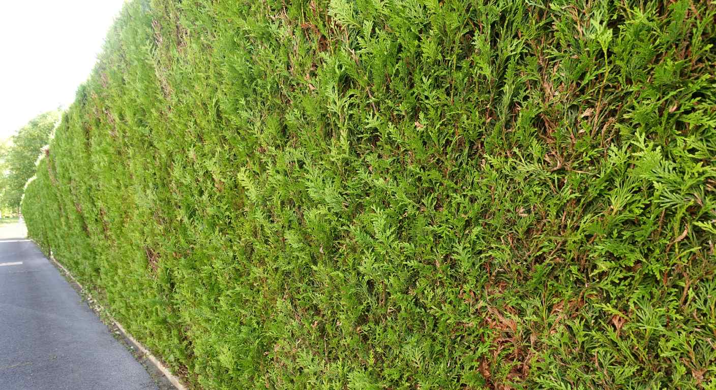Sichtschutzhecke aus Thuja