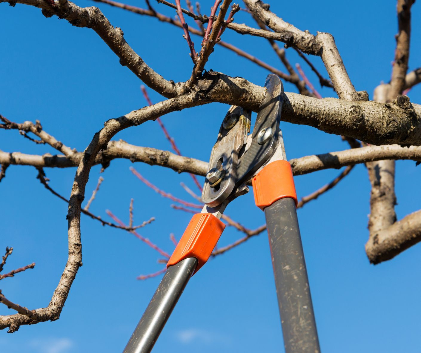 Astschere die an einem Ast angesetzt ist