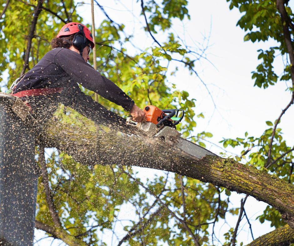 Motorsäge die einen Ast abschneidet