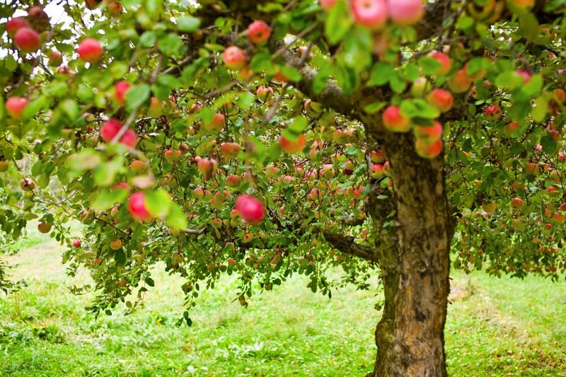 Gepflegter Baum in einem Schweizer Garten